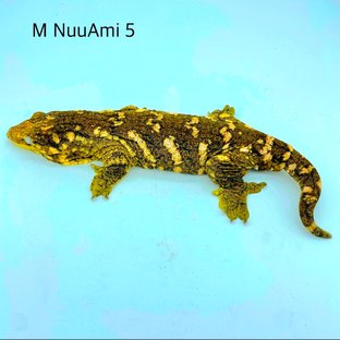 M nuuami 5