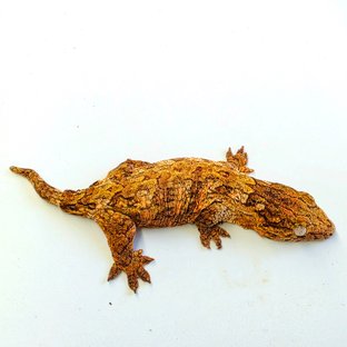 카나와 하이 컬러