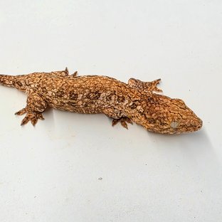 카나와 하이 컬러