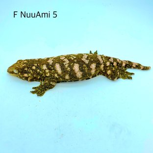 F NUUAMI5