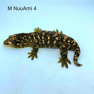 M누4