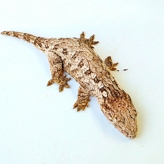 카나와 하이 컬러