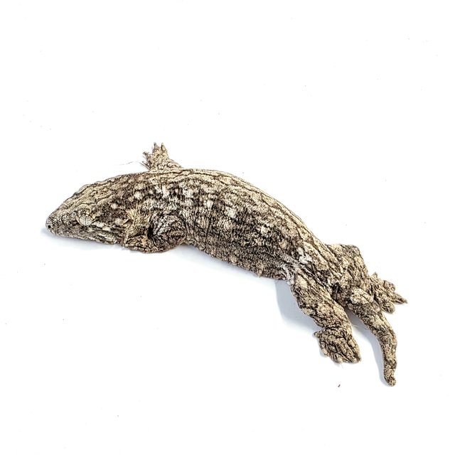 야테 포인디미에