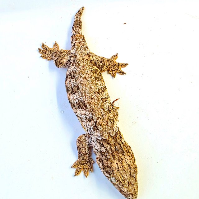 카나와 하이 컬러