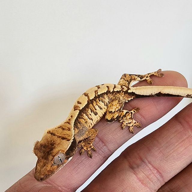 트라이