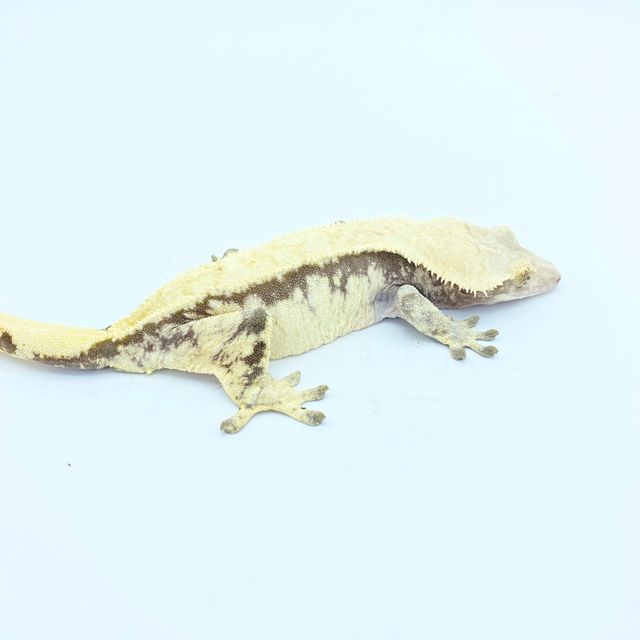 노멀 트라이