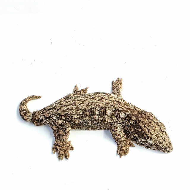 야테 포인디미에