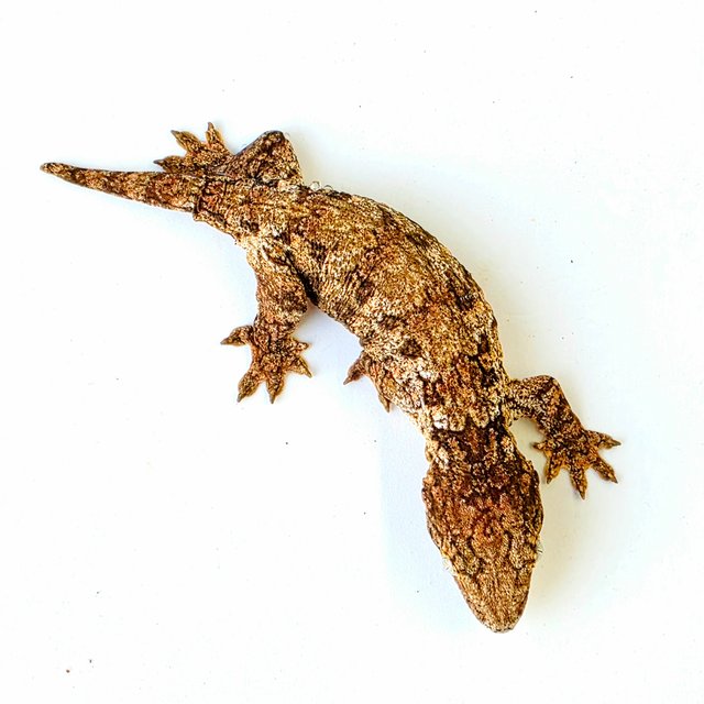 모로 하이 컬러