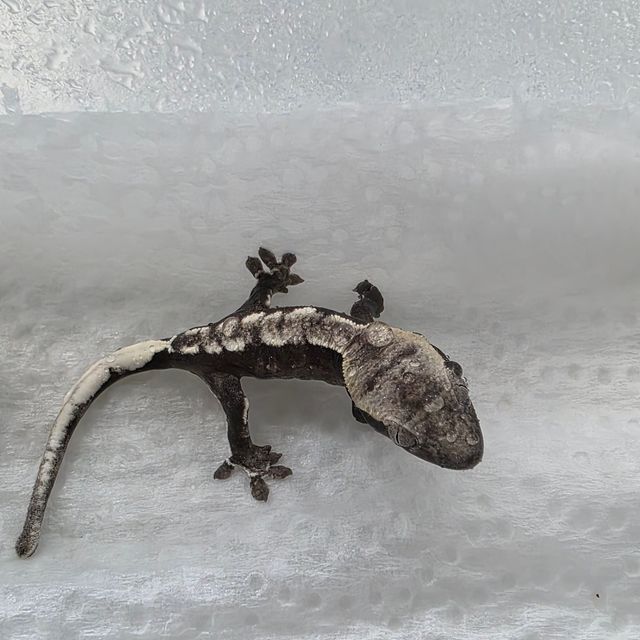 아잔틱
