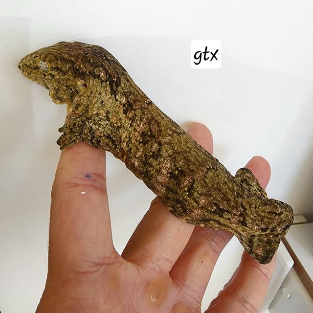 GTX