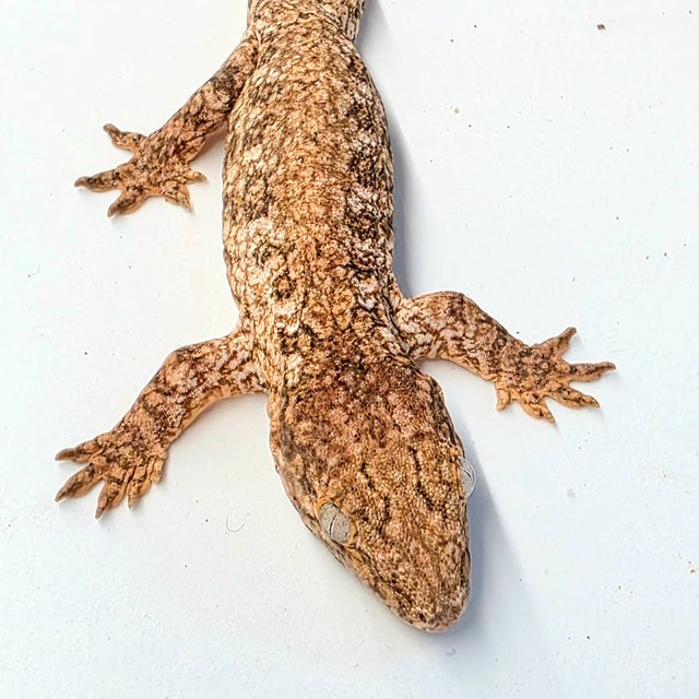 카나와 하이 컬러