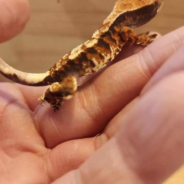 카푸치노