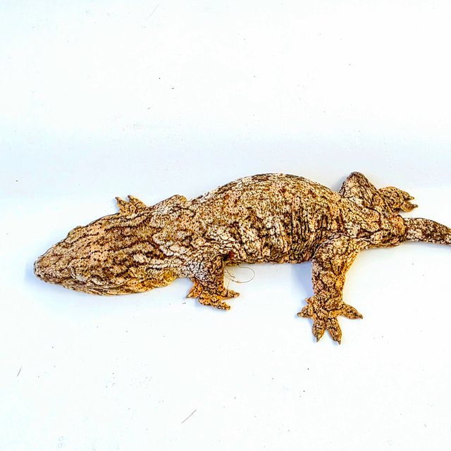 카나와 하이 컬러