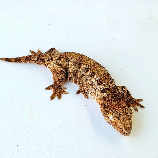 모로 하이 컬러