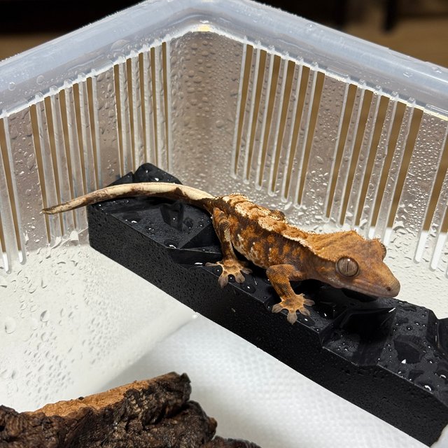 트라이 익스트림할리퀸