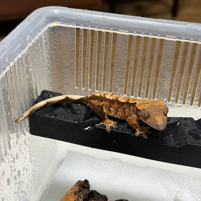 트라이 익스트림할리퀸