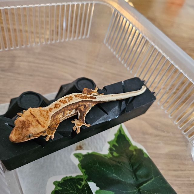 노멀 트라이 핀스트라이프 에밀리