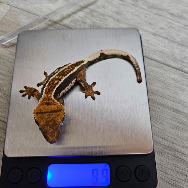 노멀 트라이 쿼드 핀스트라이프