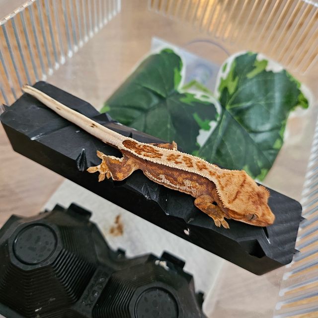 노멀 트라이 핀스트라이프 에밀리