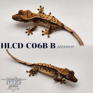 HLCD-C06B-B