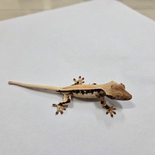 릴리화이트 솔리드백