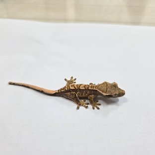 트라이 익스트림할리퀸