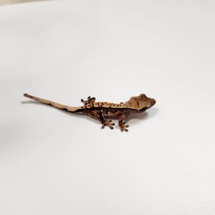 트라이 익스트림할리퀸
