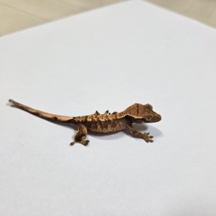 트라이 익스트림할리퀸 텐저린