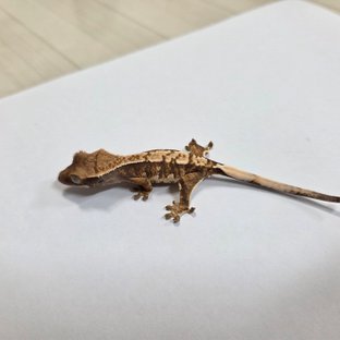 트라이 익스트림할리퀸