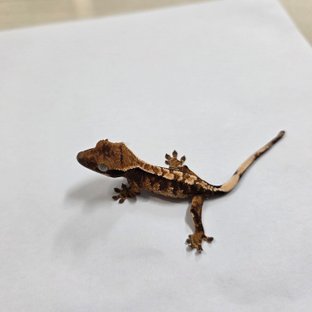 트라이 익스트림할리퀸 텐저린