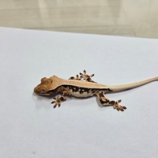 릴리화이트 솔리드백