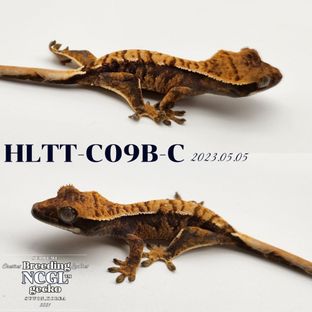 HLTT-C09B-C