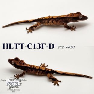 HLTT-C13F-D