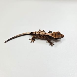 세이블