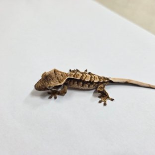 트라이 익스트림할리퀸 화이트