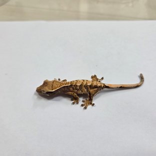 트라이 익스트림할리퀸