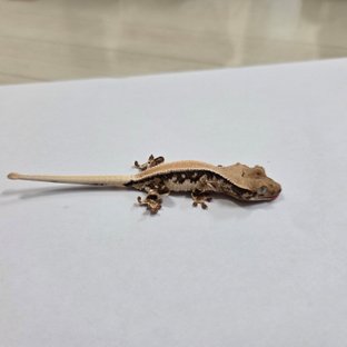 릴리화이트 솔리드백