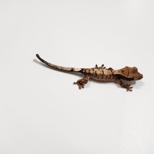트라이 익스트림할리퀸