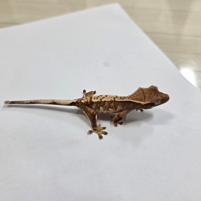 트라이 익스트림할리퀸