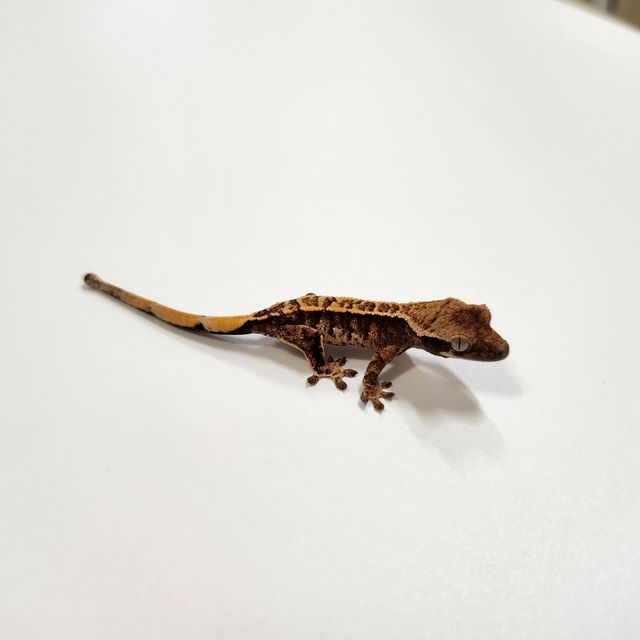 트라이 익스트림할리퀸