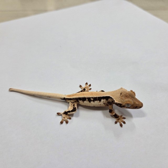 릴리화이트 솔리드백