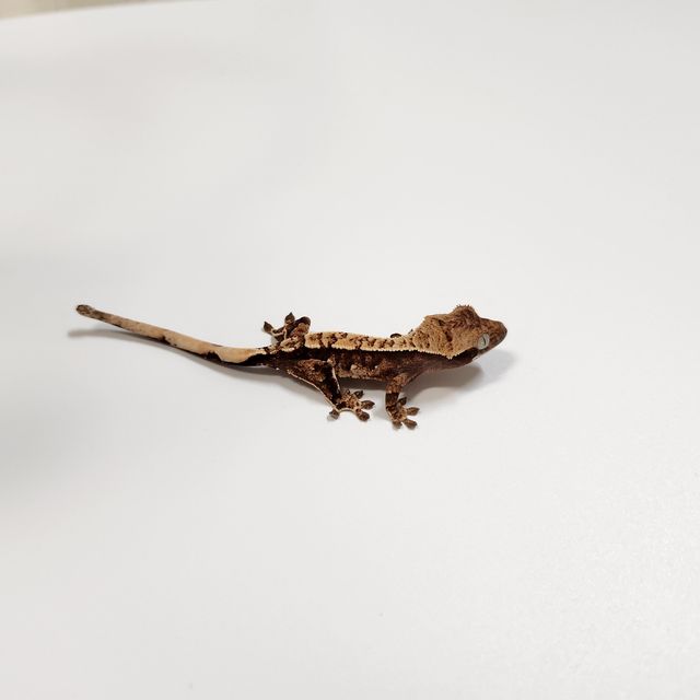 트라이 익스트림할리퀸