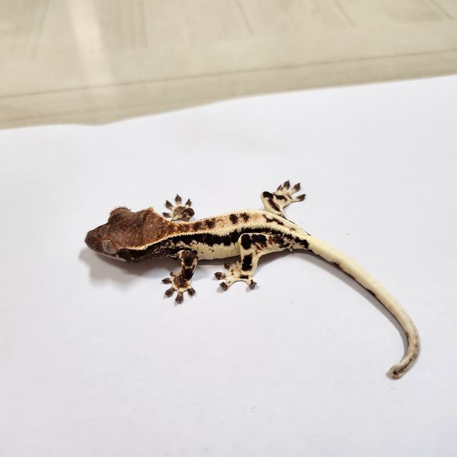 프라푸치노