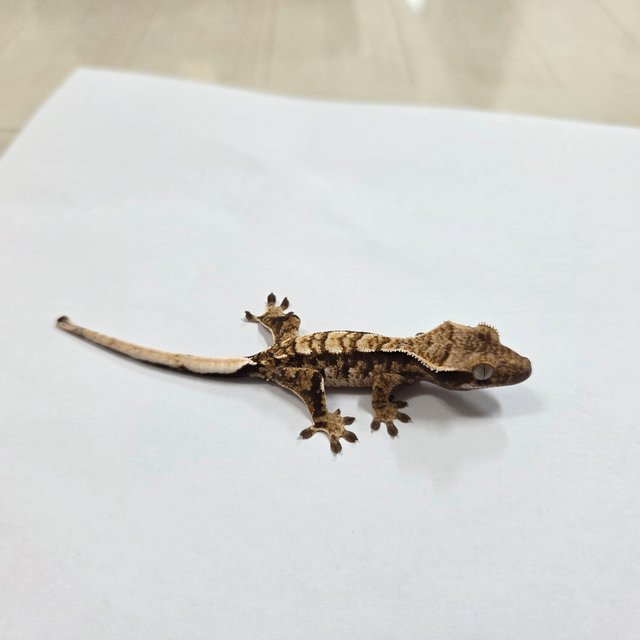 트라이 익스트림할리퀸 화이트