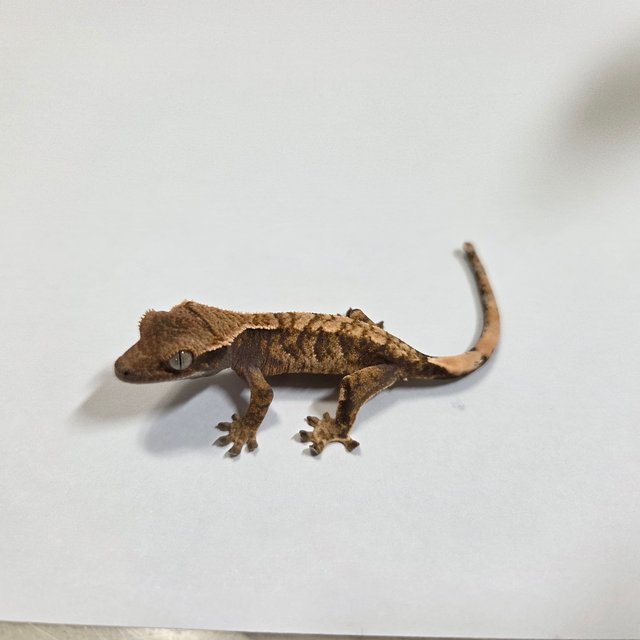 트라이 익스트림할리퀸 텐저린