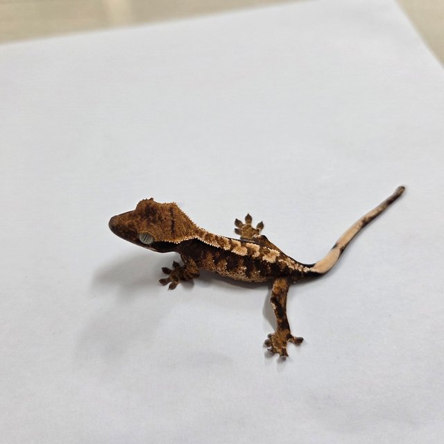 트라이 익스트림할리퀸 텐저린