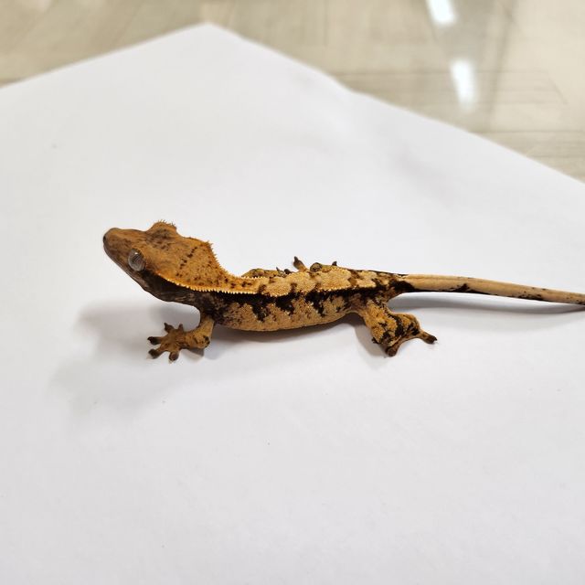 노멀 익스트림할리퀸
