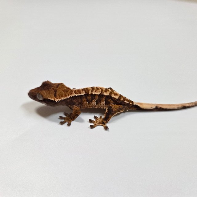 트라이 익스트림할리퀸 텐저린 바브