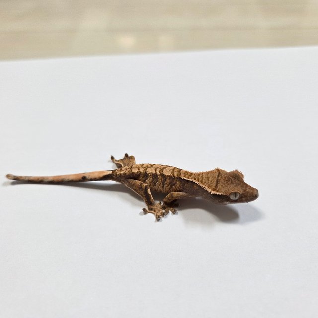 트라이 익스트림할리퀸 텐저린