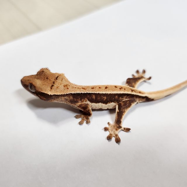 릴리화이트 트라이